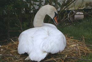 Mildred the Yew Tree's resident swan